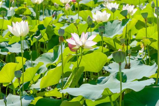 広がる蓮池に咲く白い花と緑の葉 広がる蓮池に咲く白い花と緑の葉 蓮,花,白の写真素材