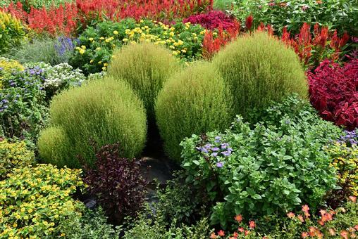 ひたち海浜公園　コキアとお花たち コキア,ガーデン,ガーデニングの写真素材