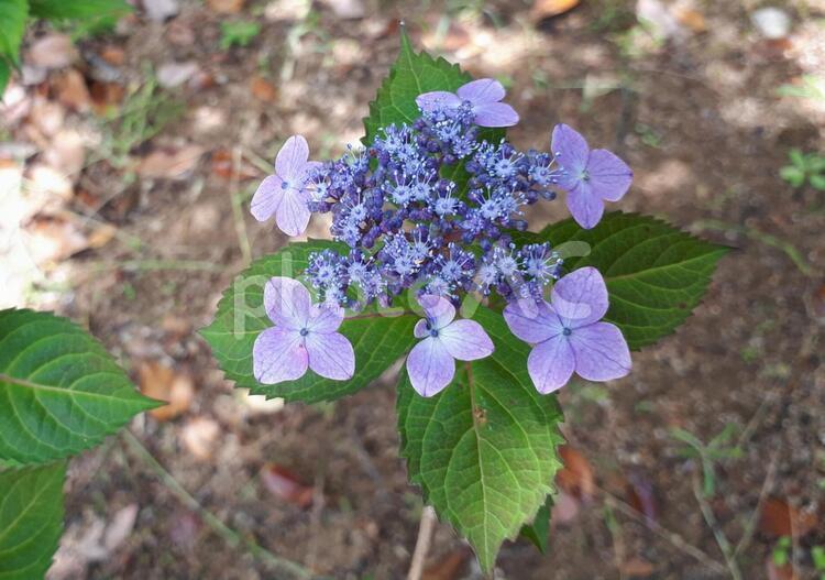 ヤマアジサイ ヤマアジサイ,山紫陽花,自然の写真素材