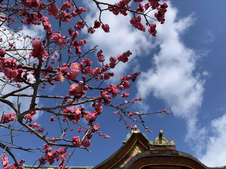 北野天満宮の梅3 北野天満宮,梅,天満宮の写真素材