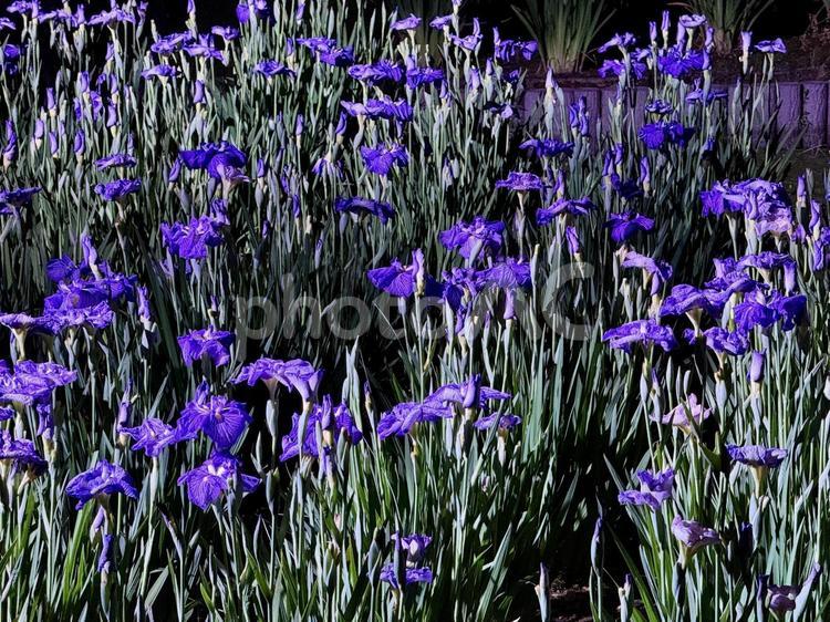 夜の堀切菖蒲園　ライトアップされる花菖蒲 堀切菖蒲園,5月,菖蒲の写真素材