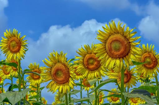 ヒマワリの花 ヒマワリの花の写真