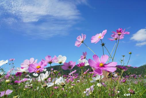 コスモス畑 コスモス畑 コスモス,こすもす,秋桜の写真素材