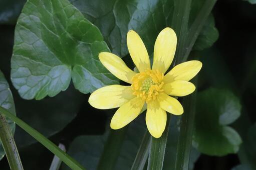 姫リュウキンカ 植物,花びら,ヒメリュウキンカの写真素材