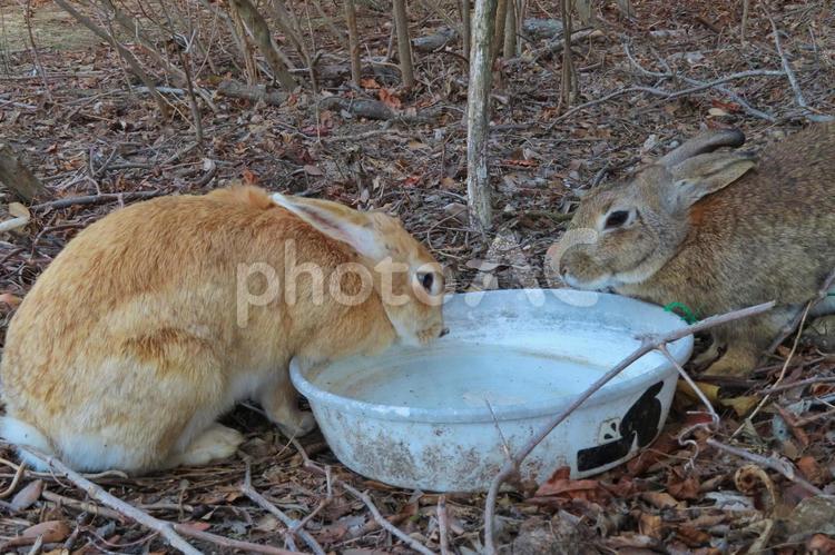 水を飲む仲良しうさぎ うさぎ,風景,空の写真素材