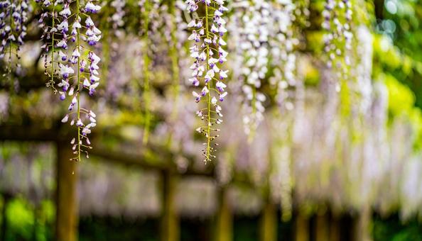 藤棚に咲く満開の藤の花 藤棚に咲く満開の藤の花の写真