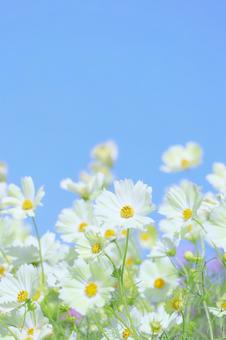白いコスモスと青空 縦 コスモス,花,秋桜の写真素材