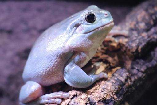 After-meal tree frog 2, JPG