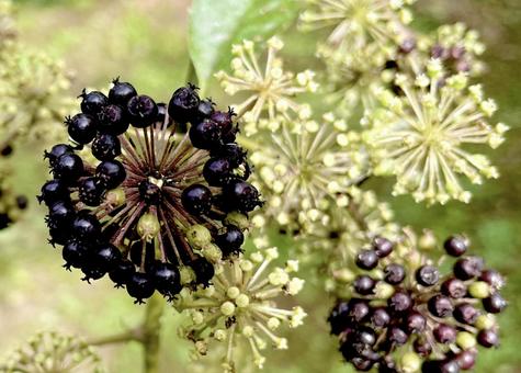 山ウドの若い実と熟した実 独活,晩夏,実の写真素材