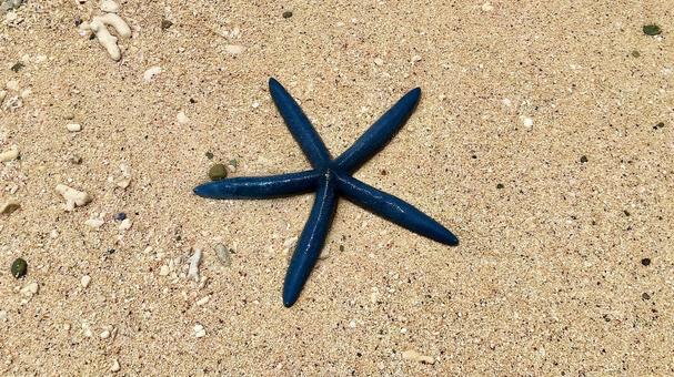 砂浜の上にいるアオヒトデ 砂浜の上にいるアオヒトデ アオヒトデ,ヒトデ,棘皮動物の写真素材