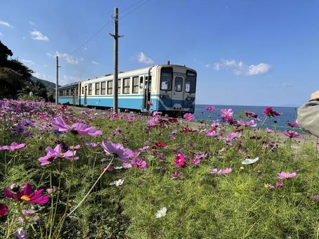 海 花 電車 海 花 電車 海,花,電車の写真素材
