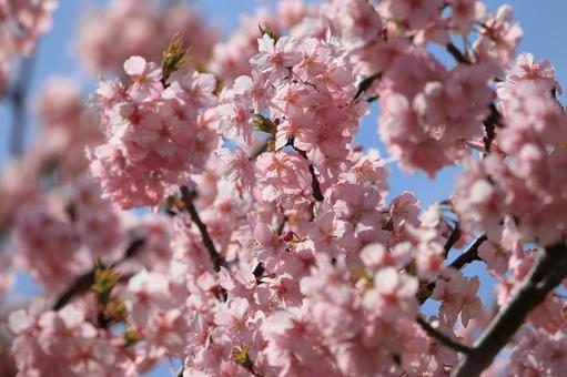 Kawazu cherry blossoms, JPG