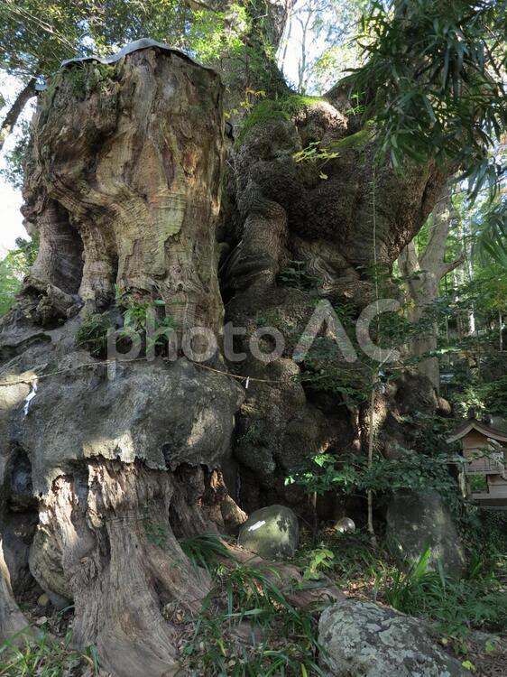 来宮神社　大楠 ご神木,クス,パワースポットの写真素材