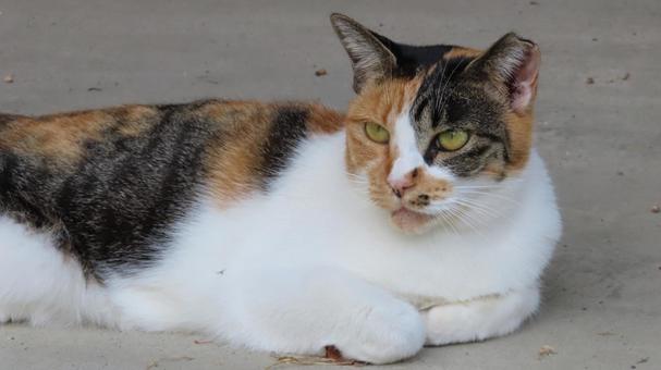 香箱座りで寛ぐもふもふな三毛猫 香箱座りで寛ぐもふもふな三毛猫の写真