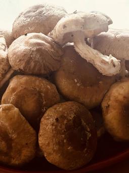 Stacked shiitake mushrooms, JPG Stacked shiitake mushrooms, JPG