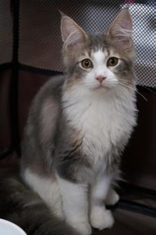 子猫 子猫の写真