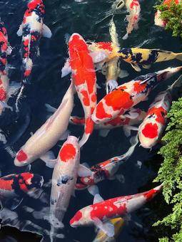 ニシキゴイ ニシキゴイ 錦鯉,池,紅白の写真素材