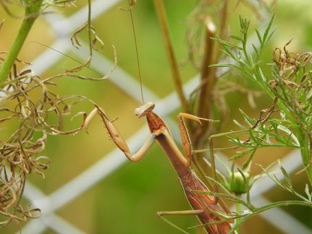 カマキリの写真