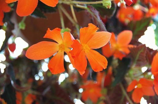 季節の花123 季節の花123の写真