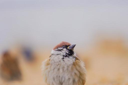 冬のスズメ 冬のスズメの写真