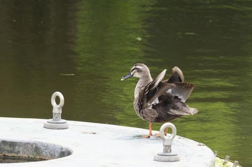 カルガモ カルガモ カルガモ,鳥,野鳥の写真素材