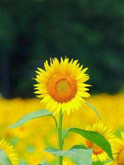 Sunflower, JPG Sunflower, JPG