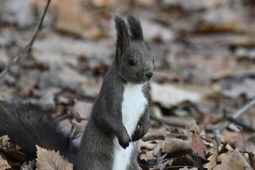 リス エゾリス,哺乳類,野生の写真素材