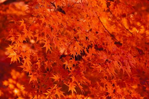 紅葉の秋(背景用) 紅葉の秋(背景用) 紅葉,秋,風景の写真素材