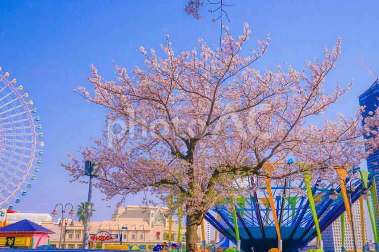 満開の桜と横浜の街並み 桜,満開,横浜の写真素材
