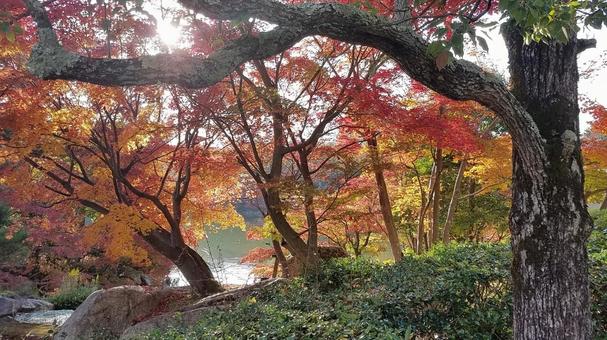 紅葉 紅葉 景色,晴れ,自然の写真素材