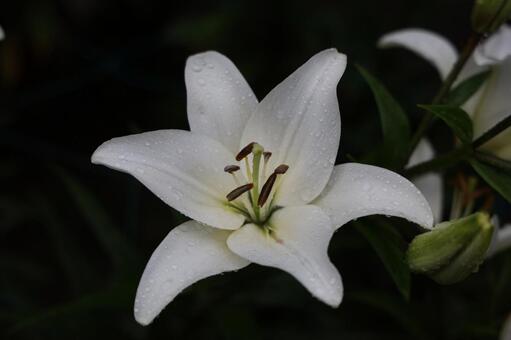 純白のユリと水滴 ユリ,水滴,凛としたの写真素材