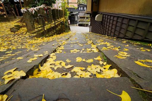 熊本 黒川温泉 坂道に落葉したイチョウ3 イチョウ,銀杏,公孫樹の写真素材