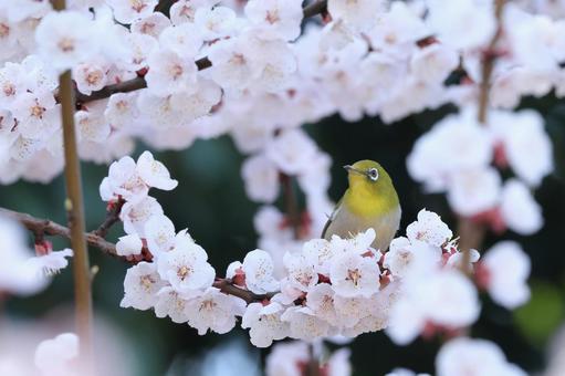 メジロとあんず メジロとあんずの写真