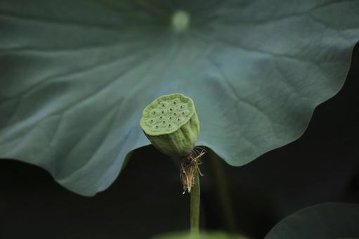 蓮の実 蓮の実 蓮,蓮の実,夏の写真素材