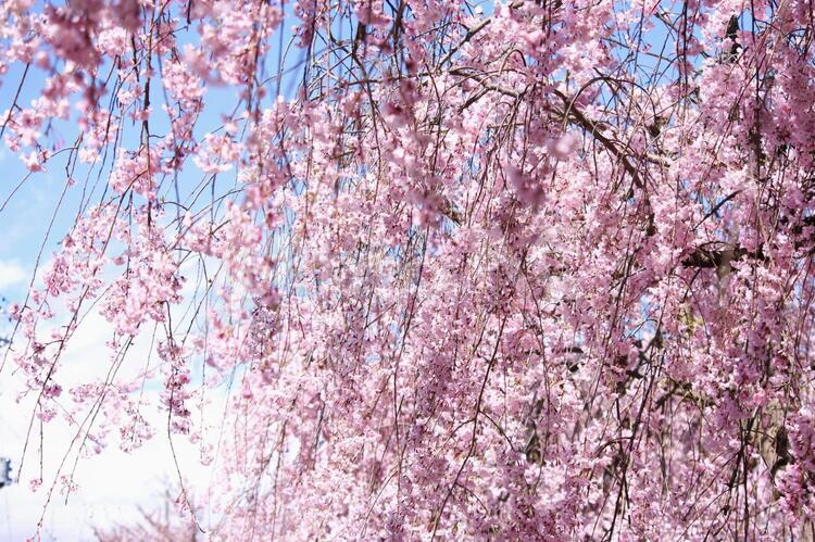 桜　喜多方日中線 桜,喜多方日中線,喜多方の写真素材