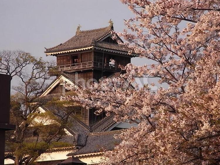 熊本城と桜 桜,熊本城,地震前の写真素材