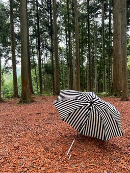 雨の日のキャンプ場　ストライプの傘　縦 雨,キャップ,瓦チップの写真素材