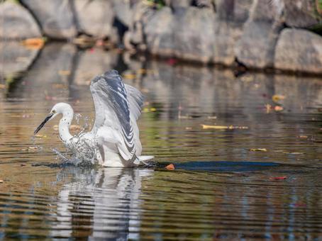 水辺のコサギ コサギ,鳥,野鳥の写真素材