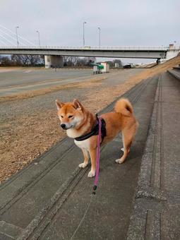 公園の階段で遠くを見つめる柴犬です！ 犬,シバ,愛犬の写真素材