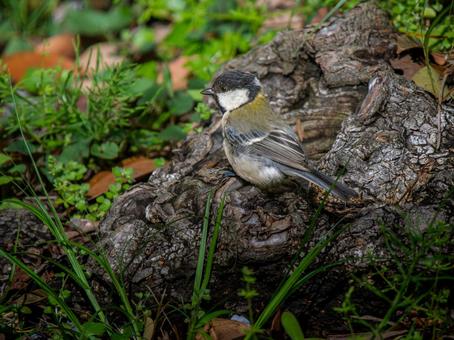 地面を歩くシジュウカラ 地面を歩くシジュウカラの写真