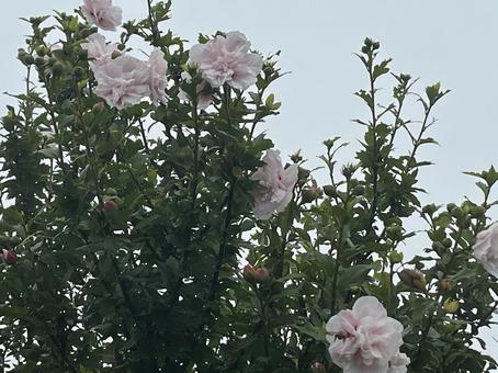 Rose of Sharon, JPG