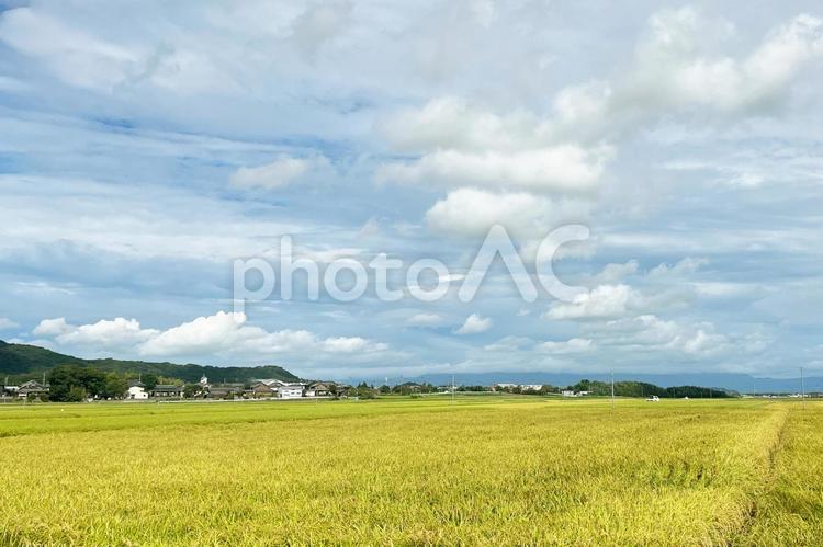 稲穂　初秋　田舎　風景　青空　田園風景 秋,稲穂,空の写真素材
