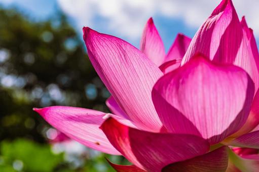 古代ハスの花6ー24 古代ハスの花6ー24 古代ハス,花,ハスの写真素材