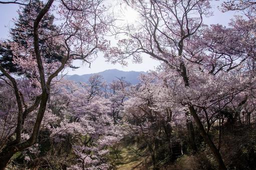 桜の公園 桜,高遠城址公園,花見の写真素材