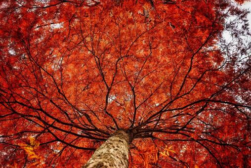 メセタの杜（福岡県築上郡築上町） メタセコイア,紅葉,秋の写真素材