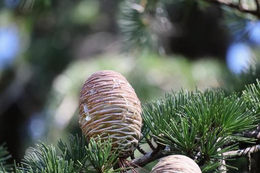 茶色のヒマラヤスギの実の枝のアップ 茶色,ヒマラヤスギ,実の写真素材