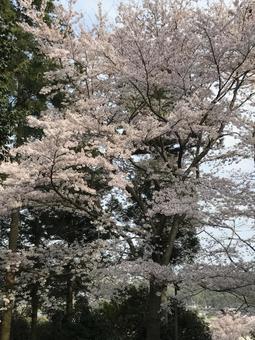 さくら さくらの写真