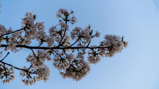 桜7 桜7の写真