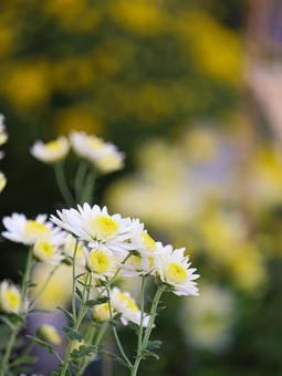 菊 菊 菊,菊の花,キクの写真素材