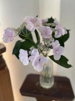 Pale purple hydrangea, JPG